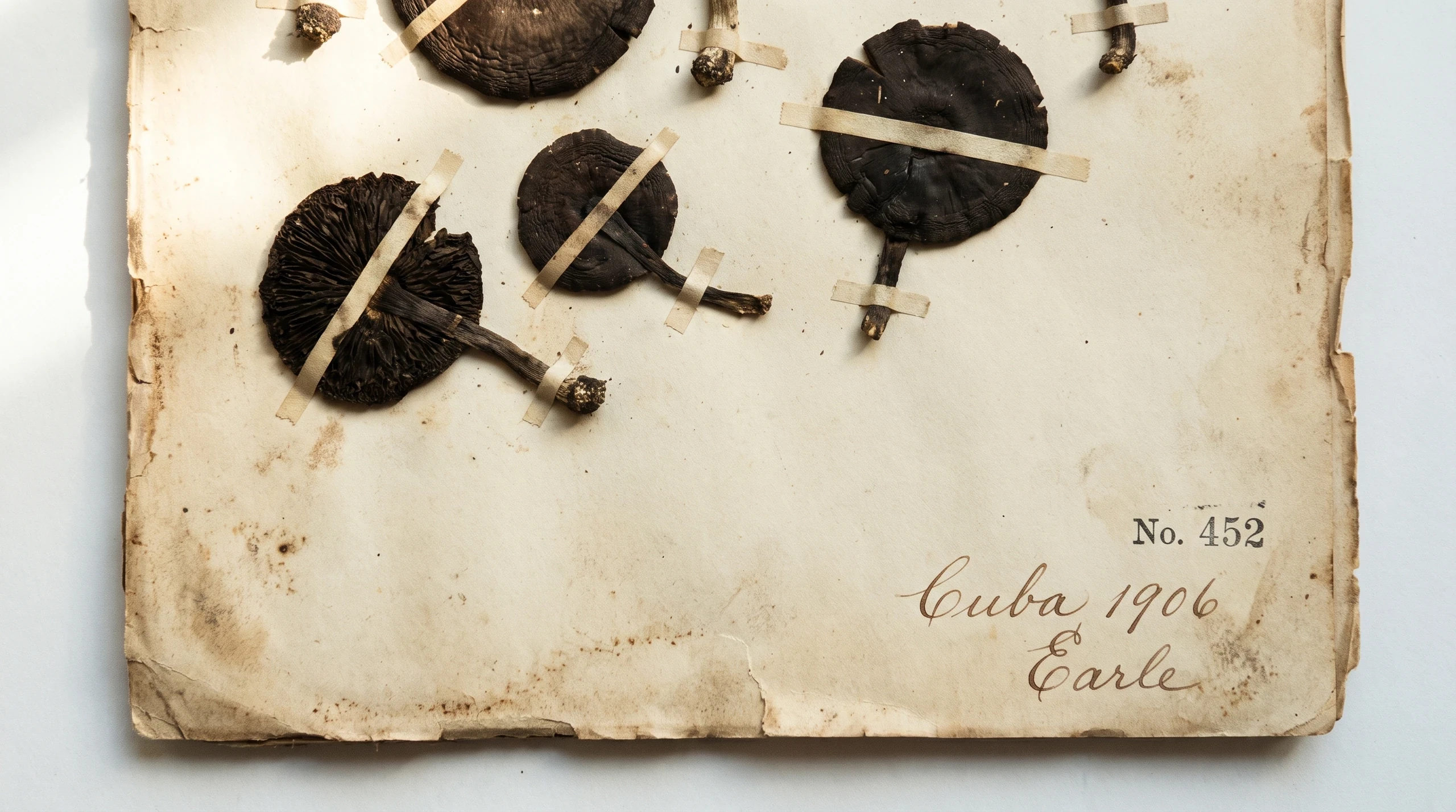 Cuba 1906 Classification