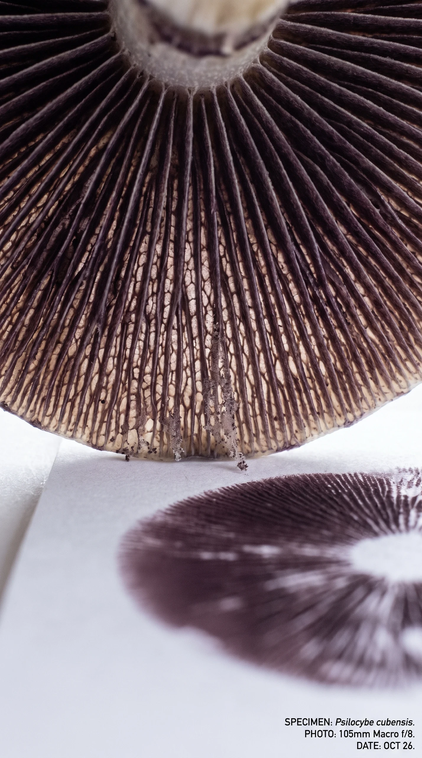 Spore Microscopy