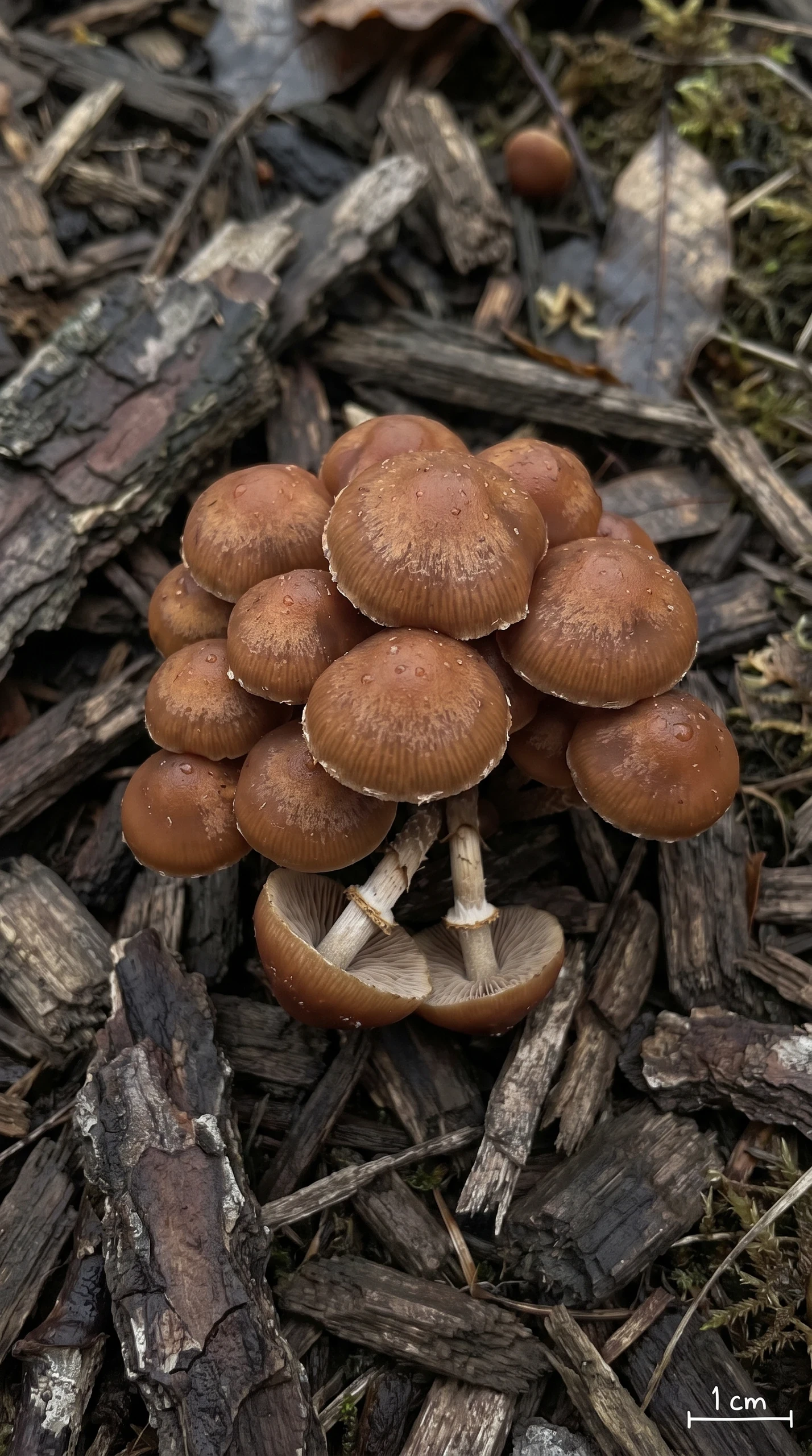 Galerina Marginata