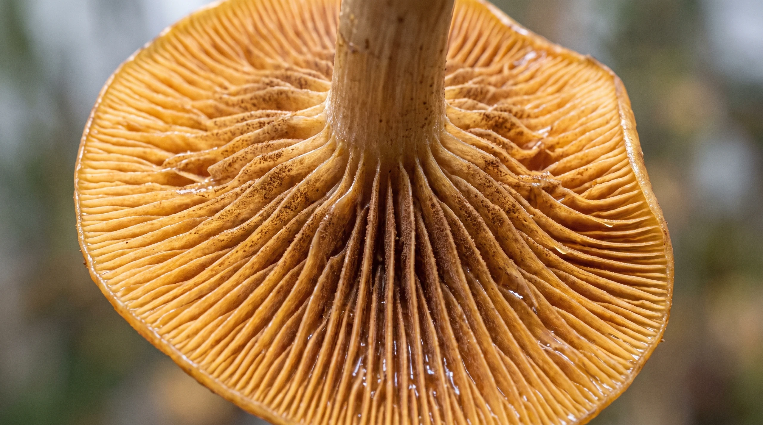 Anatomical Macro Detail