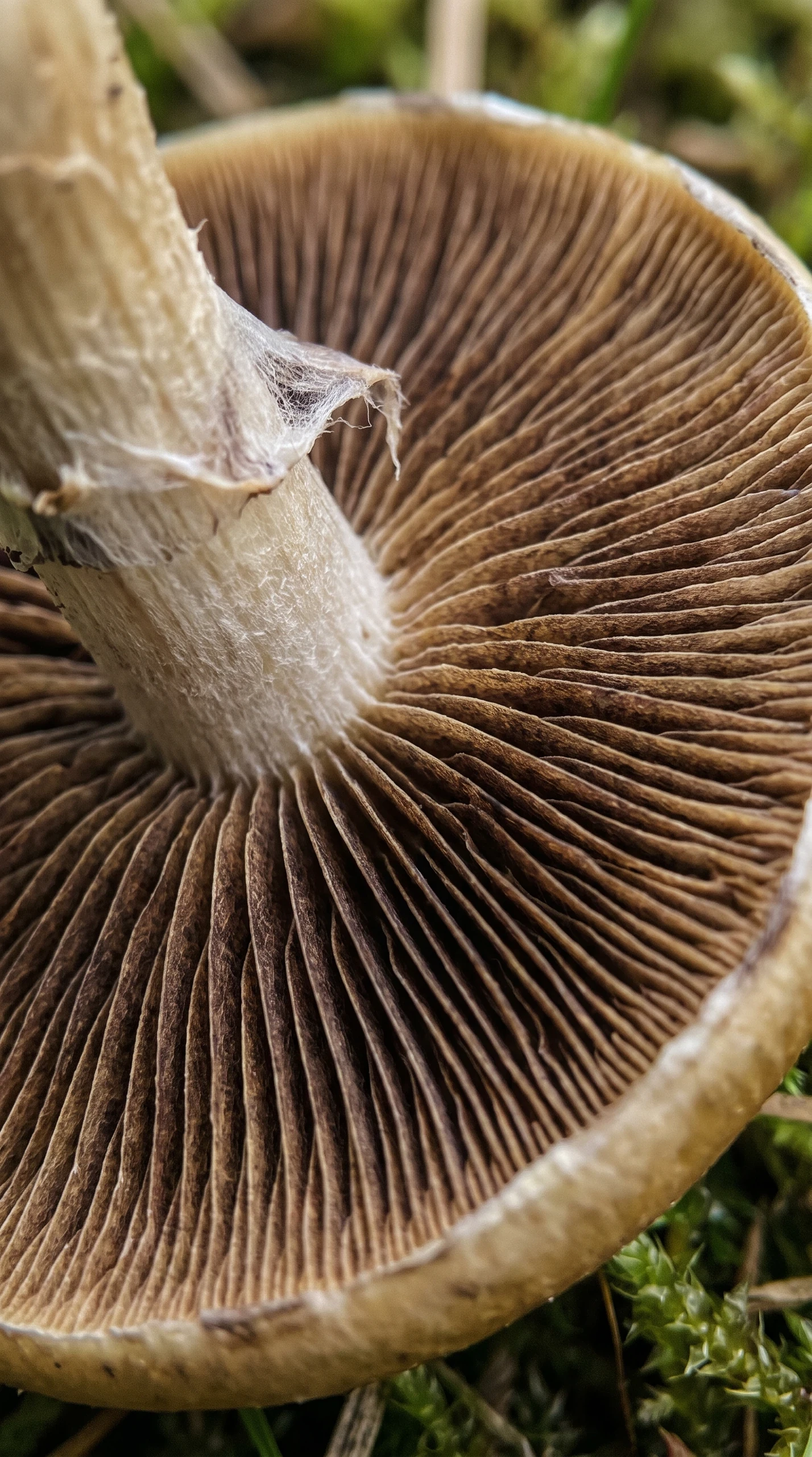 Gill Structure Detail