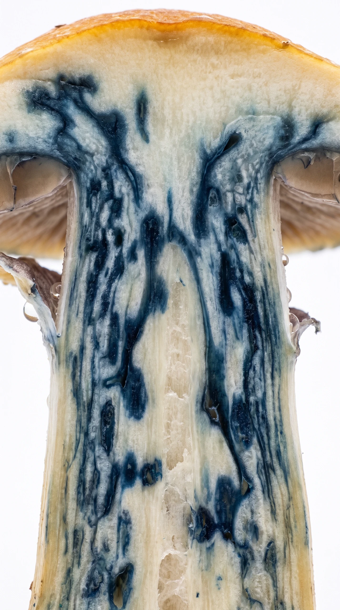Blue Chromophore Detail