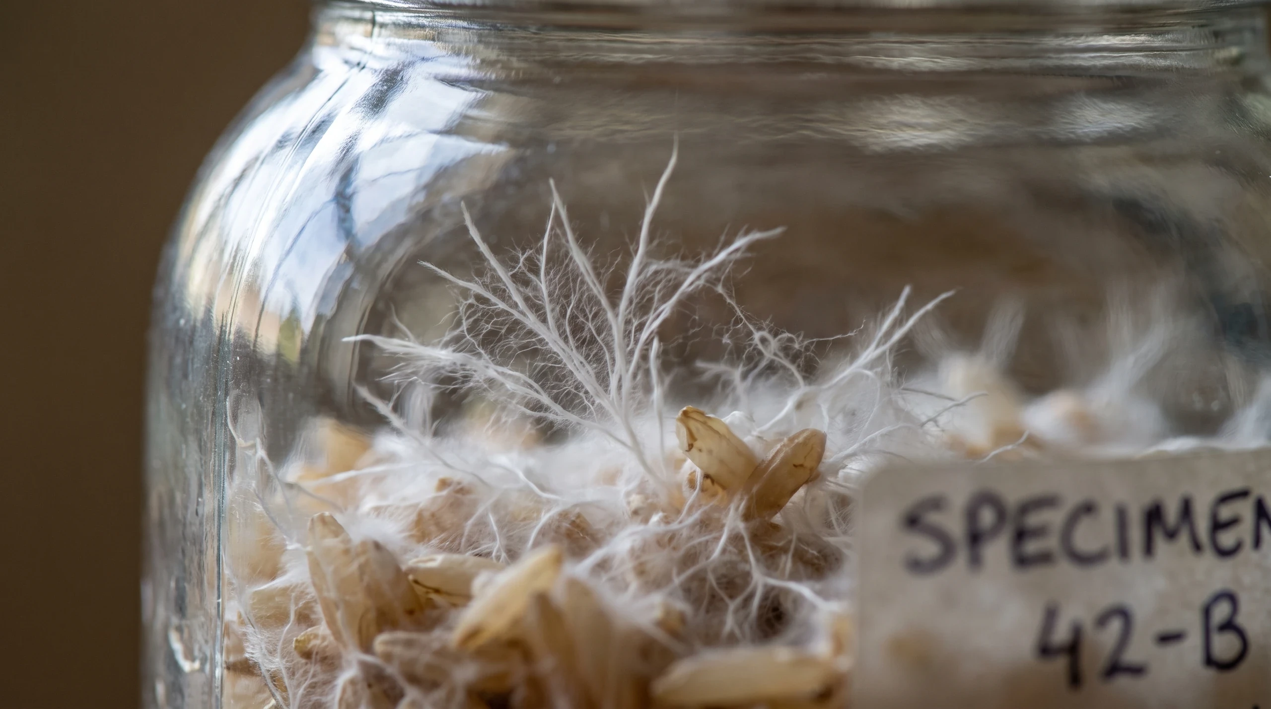 Germination as Manufacture