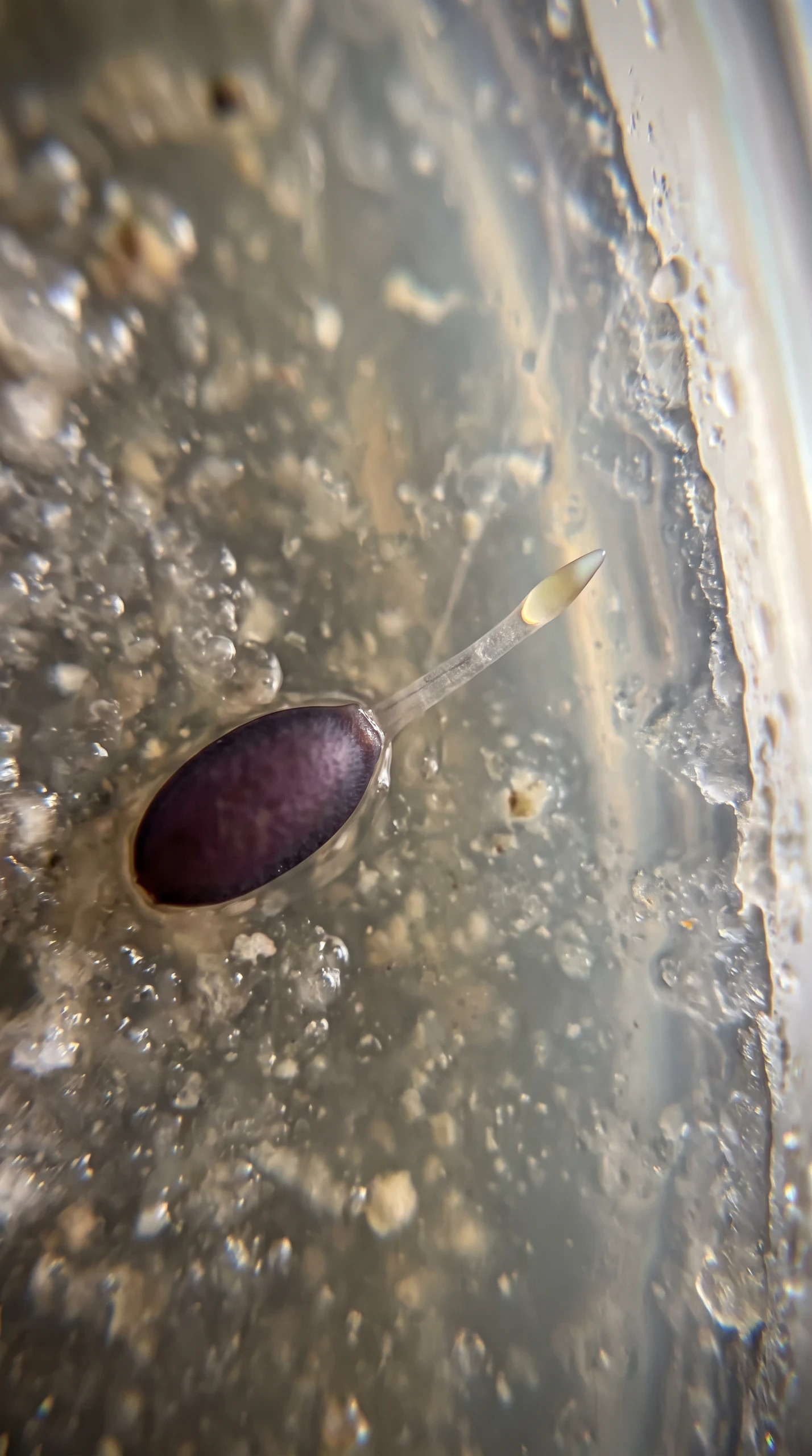 Germinating Spore Macro
