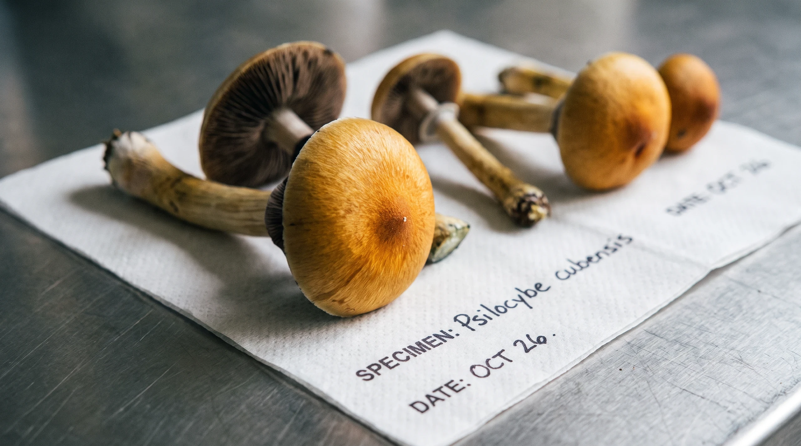 Why Golden Teacher Research Needs Placebo Controls