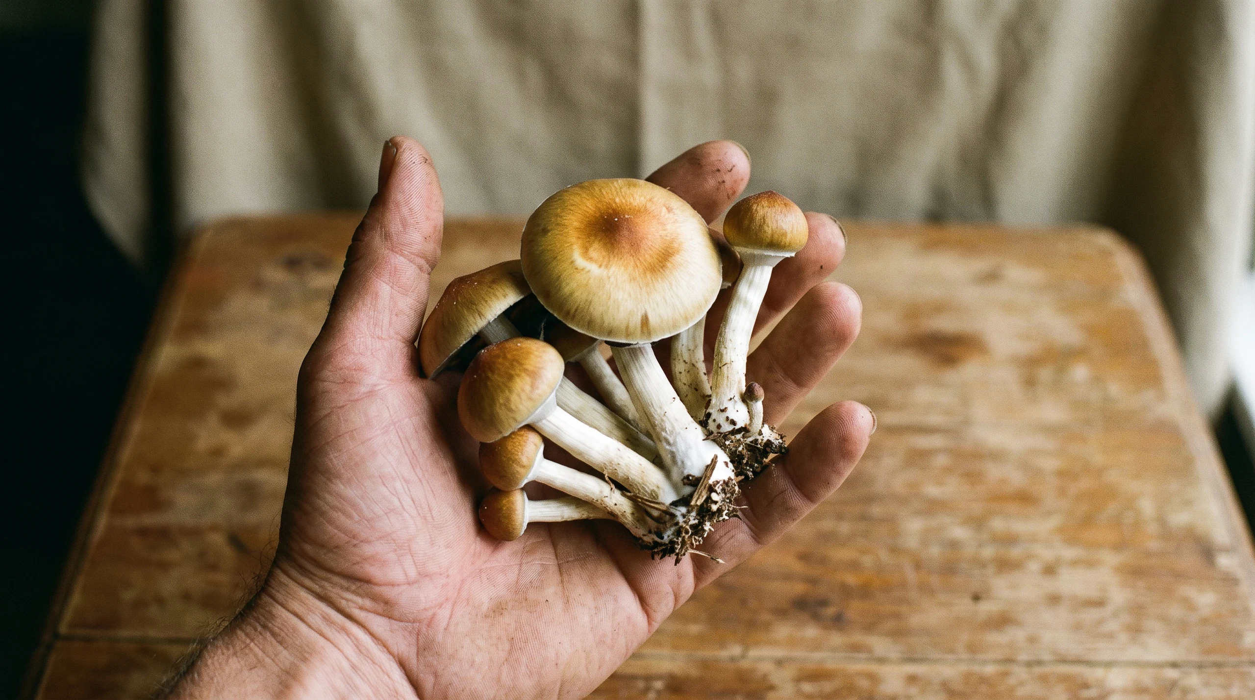 The Vendors Who Spread Golden Teacher Worldwide
